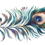 Peacock Feather Meaning